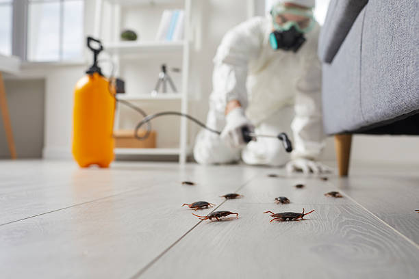 Post-Treatment Bed Bug Interceptor Monitoring in Fort Mohave